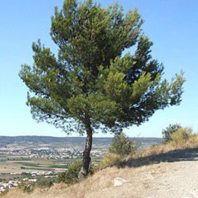 PINUS HALEPENSIS - PIN D'ALEP ¤