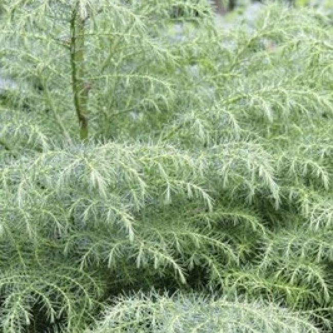 CRYPTOMERIA JAPONICA ELEGANS VIRIDIS ¤