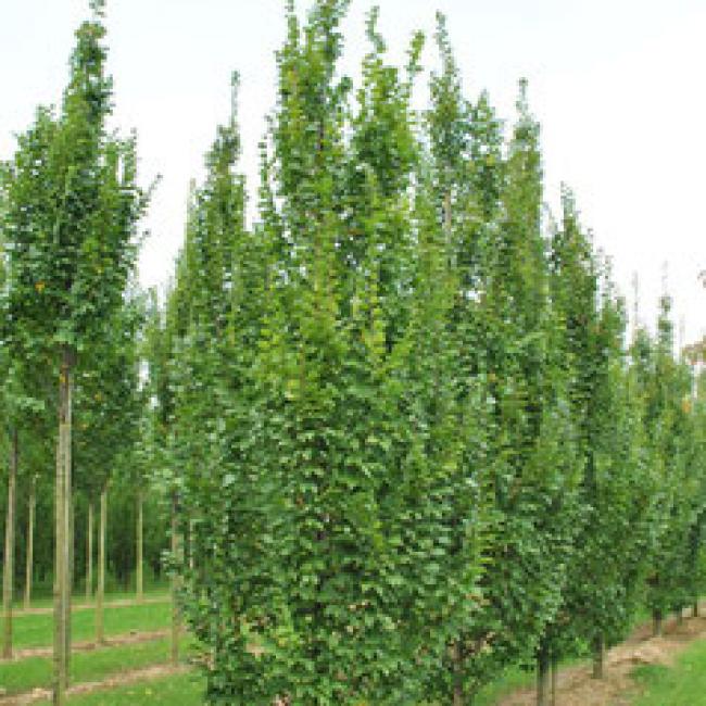 CARPINUS BETULAS "LUCAS" ¤