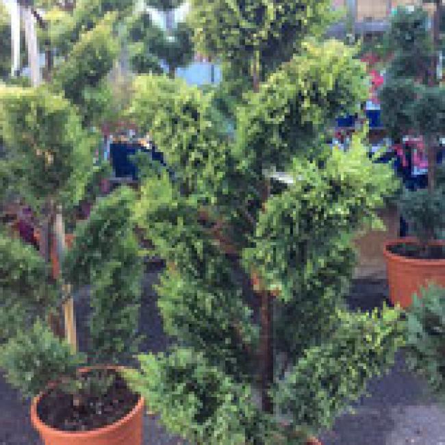 CUPRESSOCYPARIS LEYLANDII "GOLD RIDER" - PLATEAUX ¤
