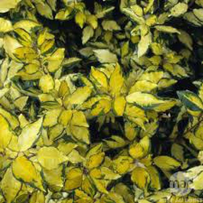 ELAEAGNUS X EBBINGEI "ELEADOR" ¤