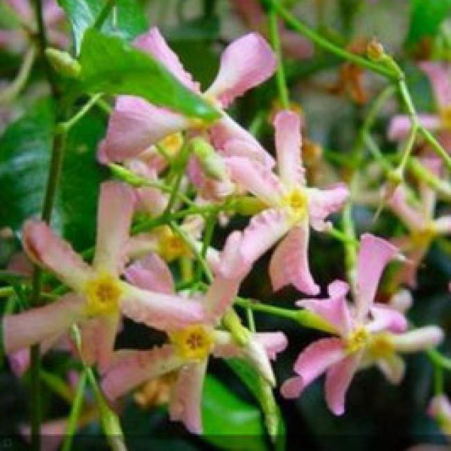 RHYNCOSPERMUM ASIATICUM "PINK SHOWERS"