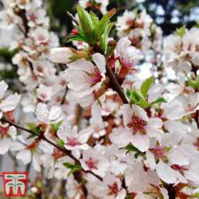 PRUNUS TOMENTOSA - RAGOUMINIER