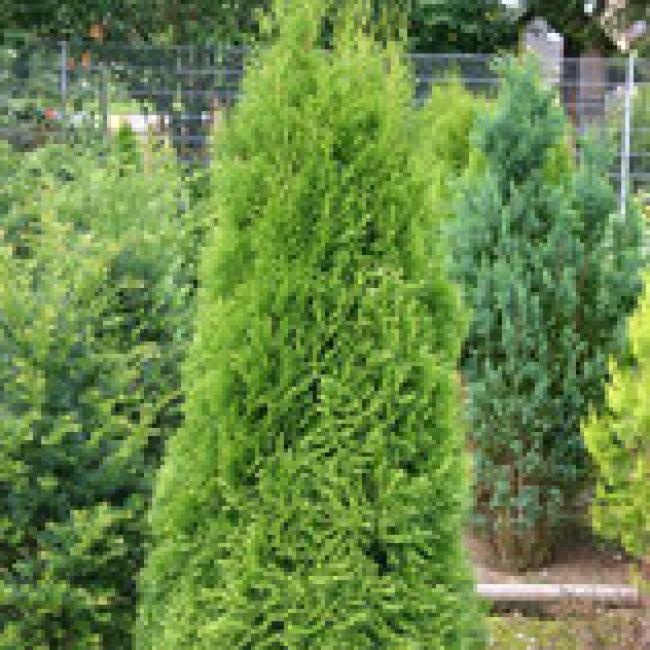 THUJA OCCIDENTALIS "EMERAUDE" ¤