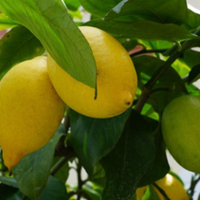 CITRONNIER DES 4 SAISONS