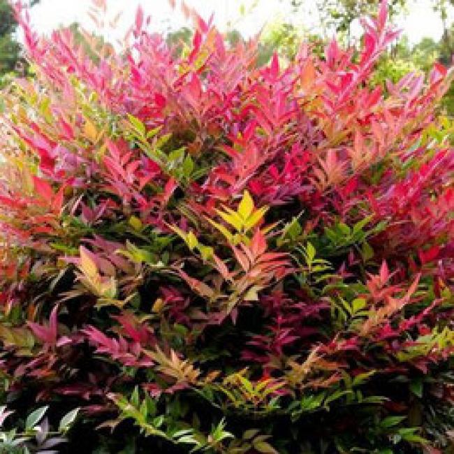 NANDINA DOMESTICA "OBSESSED SEIKA" ¤