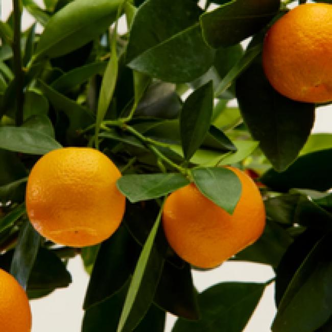 CALAMONDIN