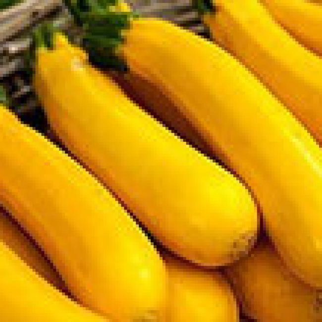 COURGETTE JAUNE "SEBRING" F1 - BARQUETTE DE 6 PLANTS