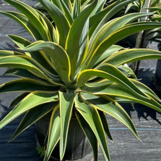AGAVE DESMETTIANA VARIEGATA