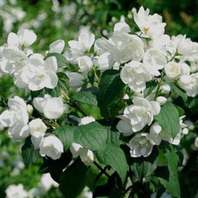 PHILADELPHUS VIRGINAL ¤