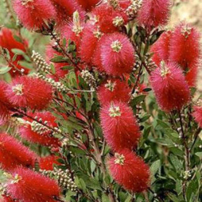 CALLISTEMON VIMINALIS "MINI RED" - TOUFFE
