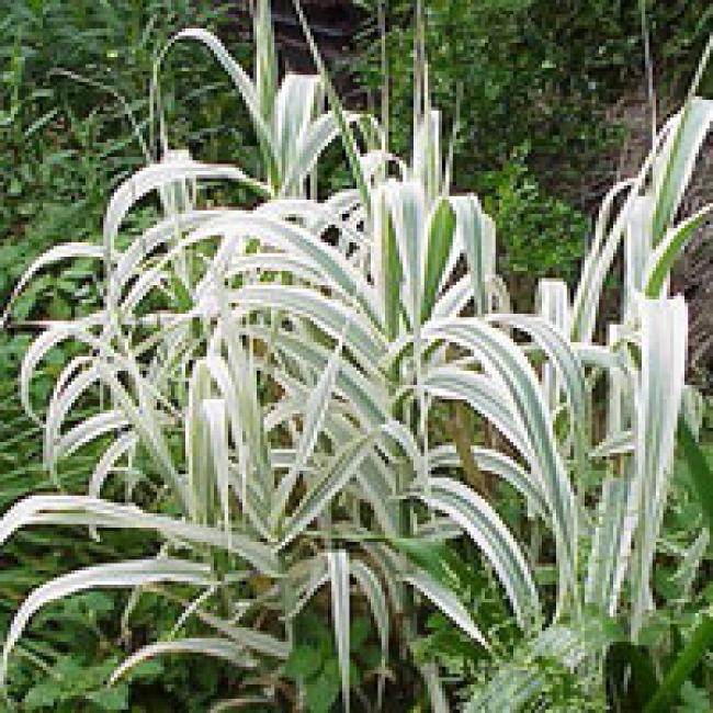 ARUNDO DONAX VARIEGATA - CANNES DE PROVENCE