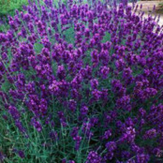 LAVANDULA ANGUSTIFOLIA HIDCOTE