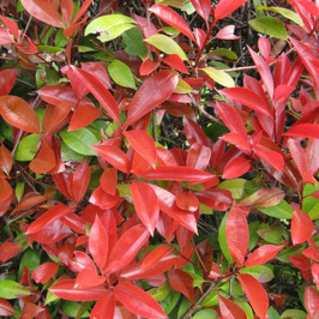 PHOTINIA X FRASERI "LITTLE RED ROBIN" ¤