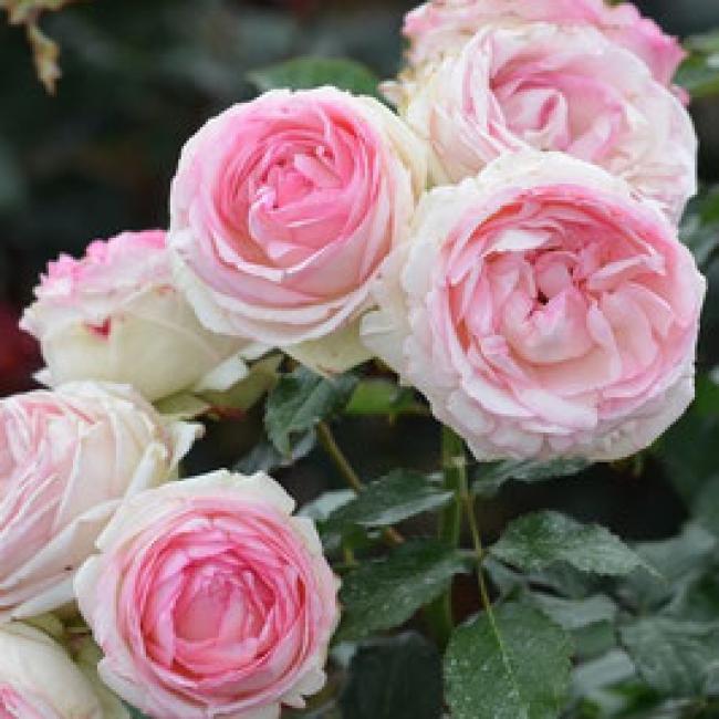 Rosier grimpant "Pierre de Ronsard®" ¤
