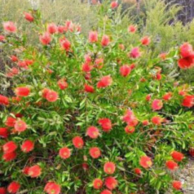 CALLISTEMON LAEVIS - TOUFFE ¤