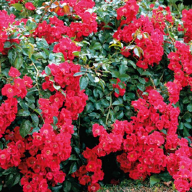 ROSIERS PAYSAGERS - DIFFÉRENTES VARIÉTÉS