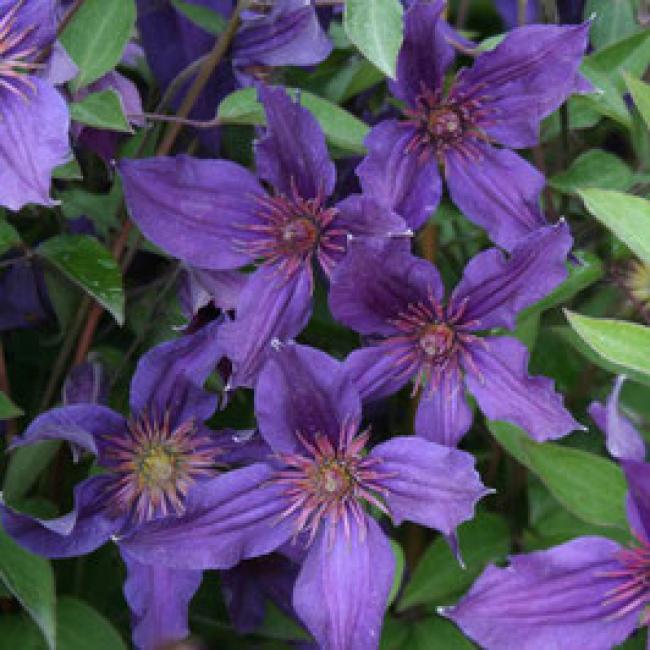 CLÉMATITE SAPHYRA® VIOLETTA ¤