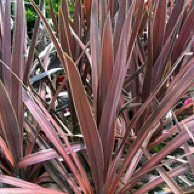 CORDYLINE AUSTRALIS "ATROPURPUREA" ¤