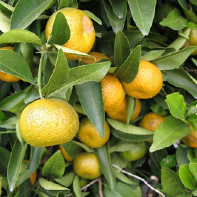 CITRUS RESHNI QUART DE TIGE - MANDARINIER "CLÉOPÂTRE"
