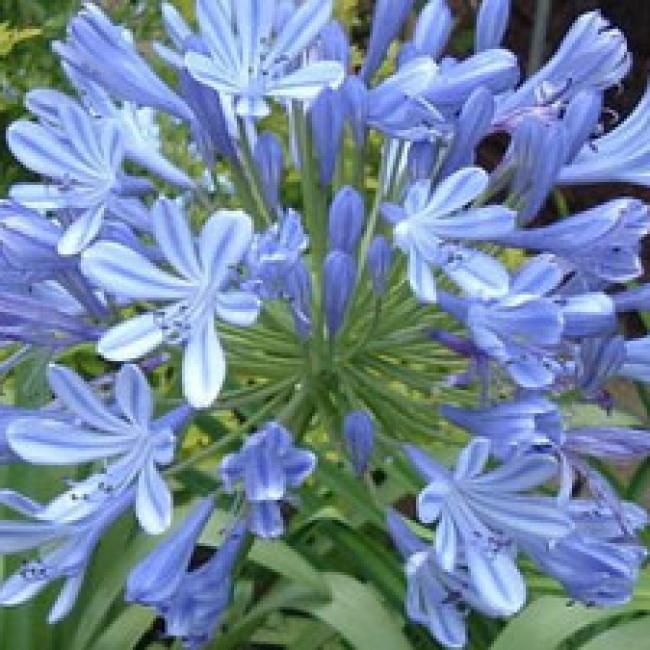 AGAPANTHE AFRICANUS BLEUE ¤