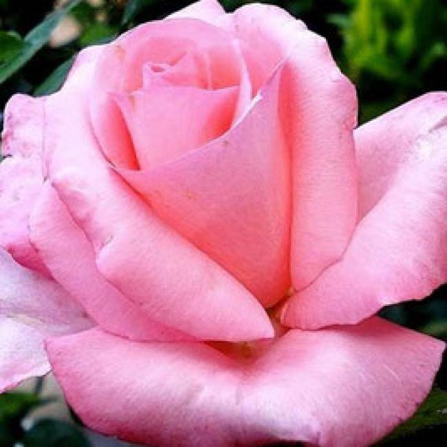 ROSIER DIANE DE POITIERS ® ¤