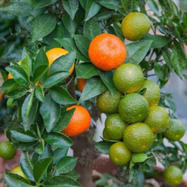 CHINOTTO QUART DE TIGE - MANDARINIER CHINOIS