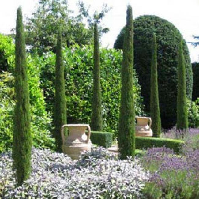 CUPRESSUS SEMPERVIRENS "TOTEM"