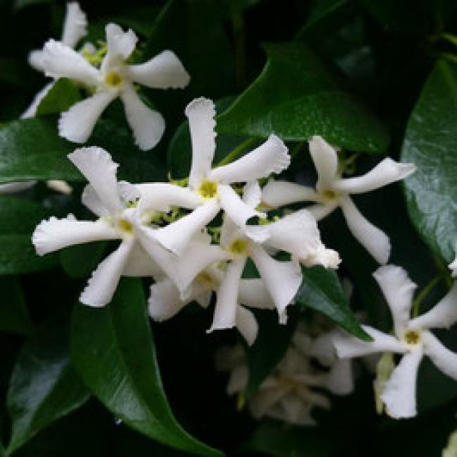 TRACHELOSPERMUM JASMINOÏDE - JASMIN ÉTOILÉ ou FAUX JASMIN ¤