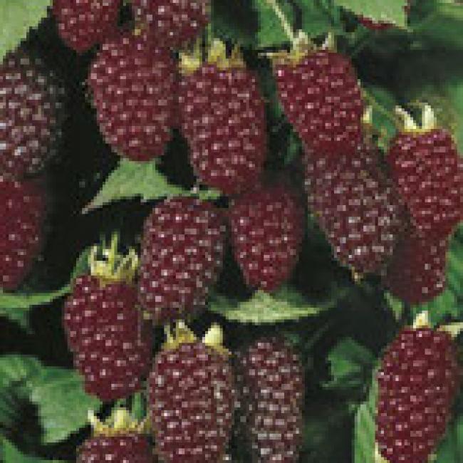 MÛRIER-FRAMBOISIER "MEDANA TAYBERRY® "