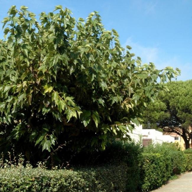 Mûrier platane sans fruits