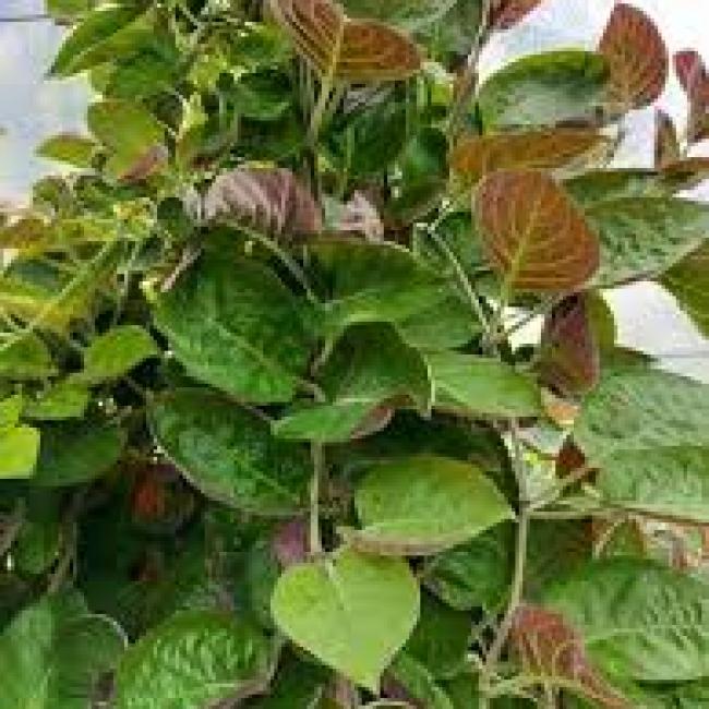 Plante fromage – Paederia lanuginosa