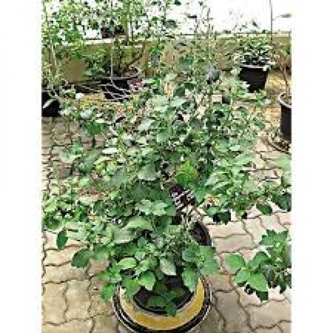 Patchouli