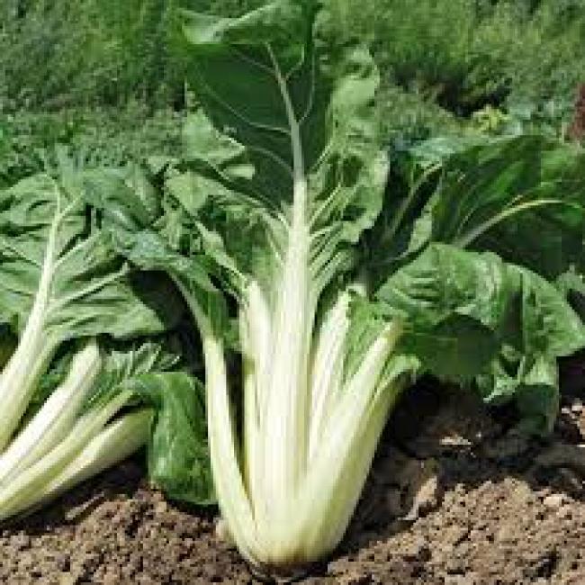 Poirée à cardes blanches