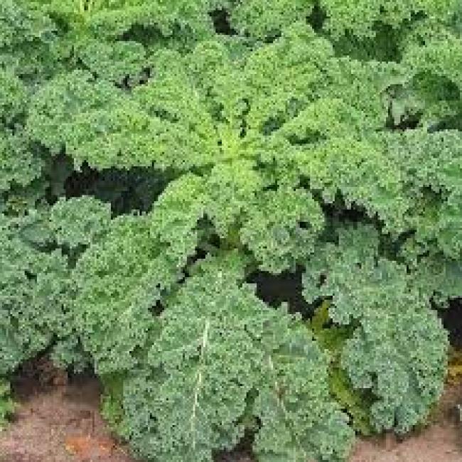 Chou Kale frisé Halbhoher