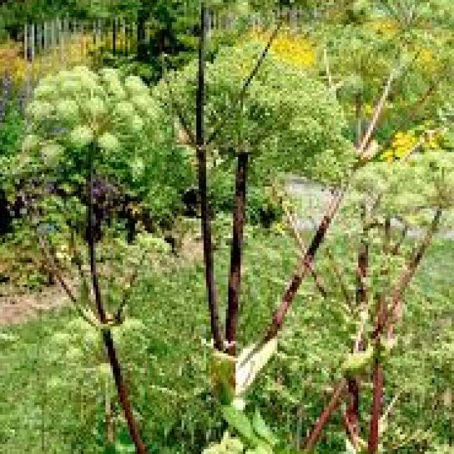 Angélique officinale
