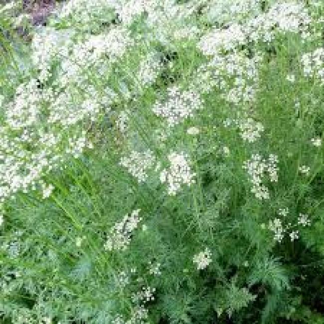 Cumin
