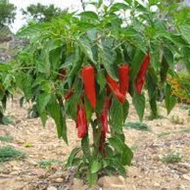 Piment d’Espelette