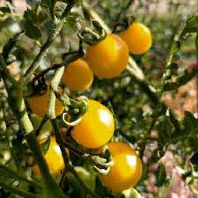 Tomate cerise groseille blanche