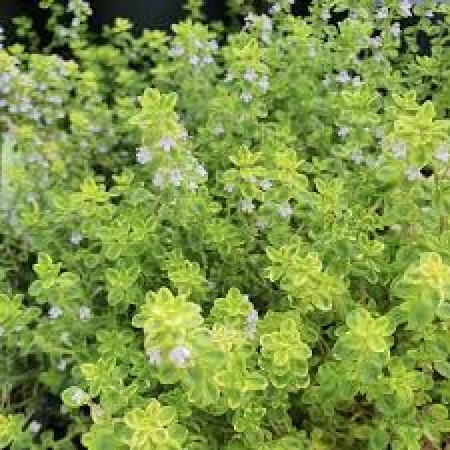 Thym Citron