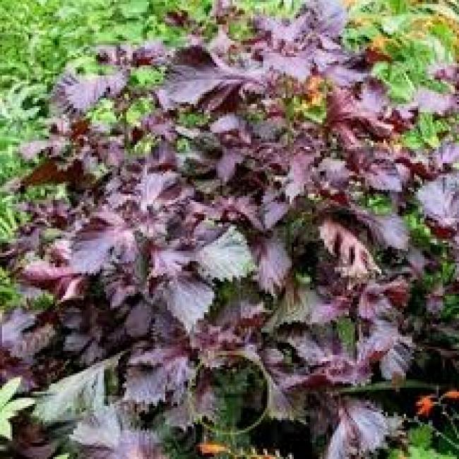 Shiso Perilla Red