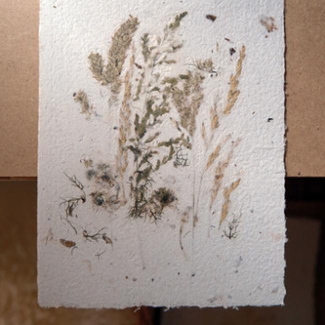 Herbier #11