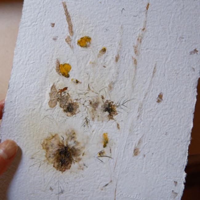 Herbier #7