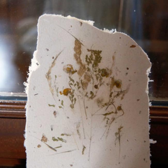 Herbier #12