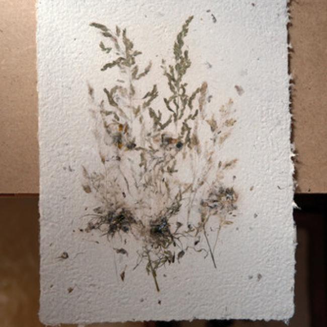 Herbier #10