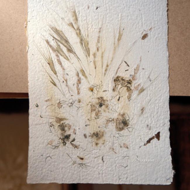 Herbier #5