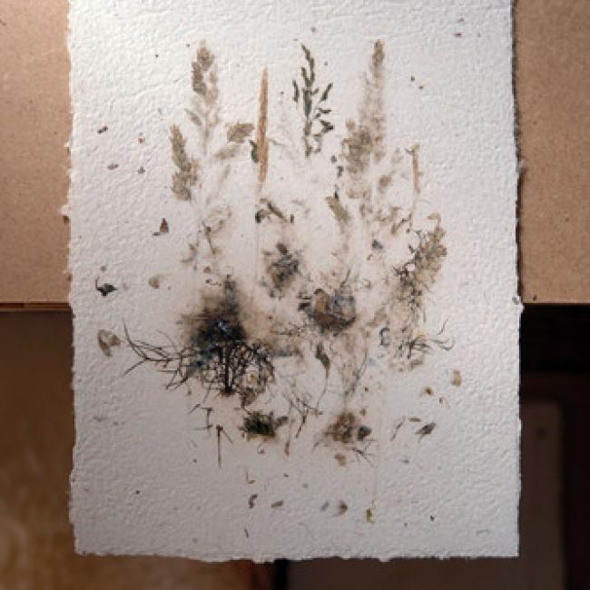 Herbier #14