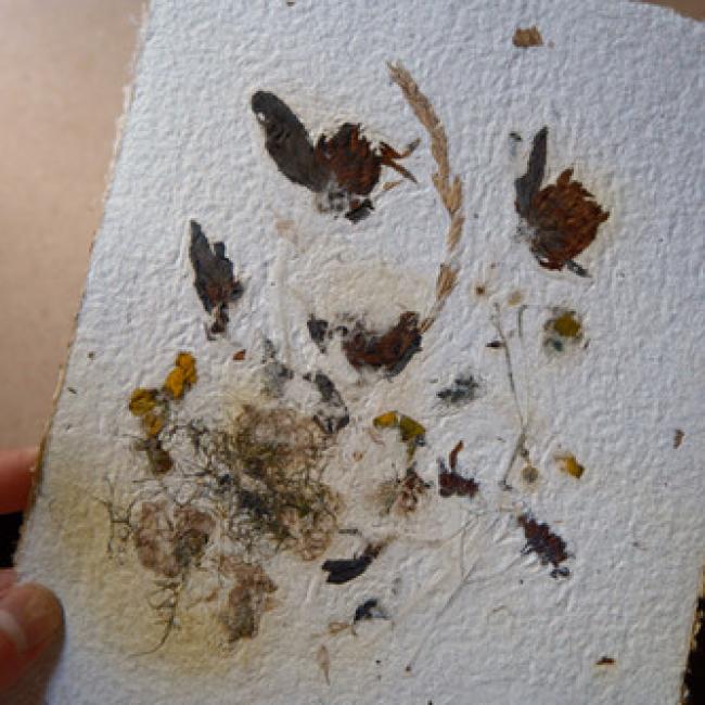 Herbier #8