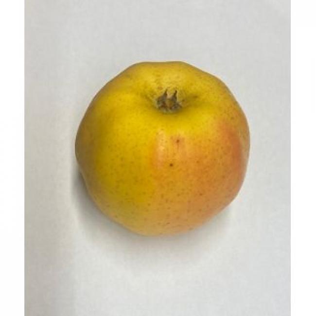 Pomme Chanteclerc du Pays Corr&egrave;ze