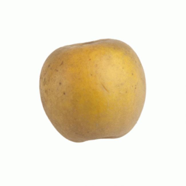 Pomme ste germaine d Pays Corrèze
